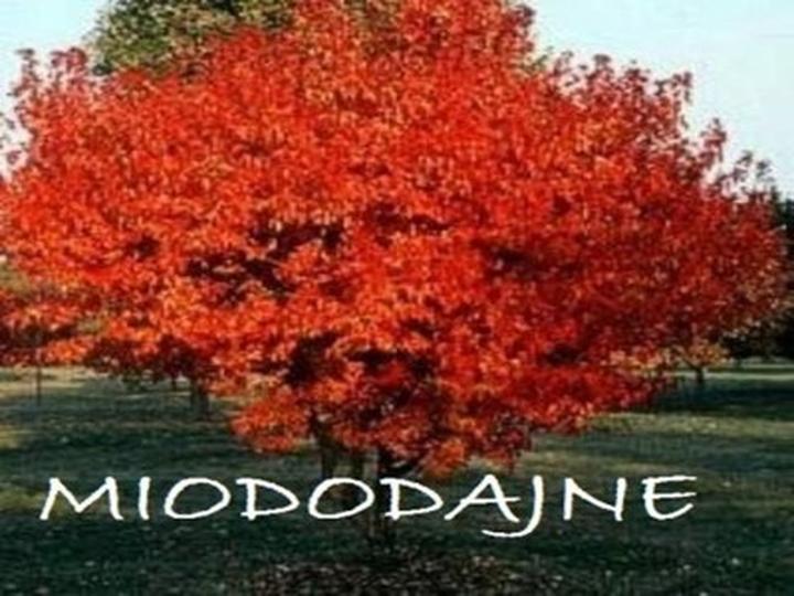 Bajkowy klon jawor – jak wybrać idealne drzewo do Twojego ogrodu?