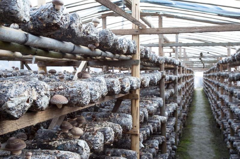 Jak z sukcesem rozpocząć hodowlę grzybów w domowym zaciszu?