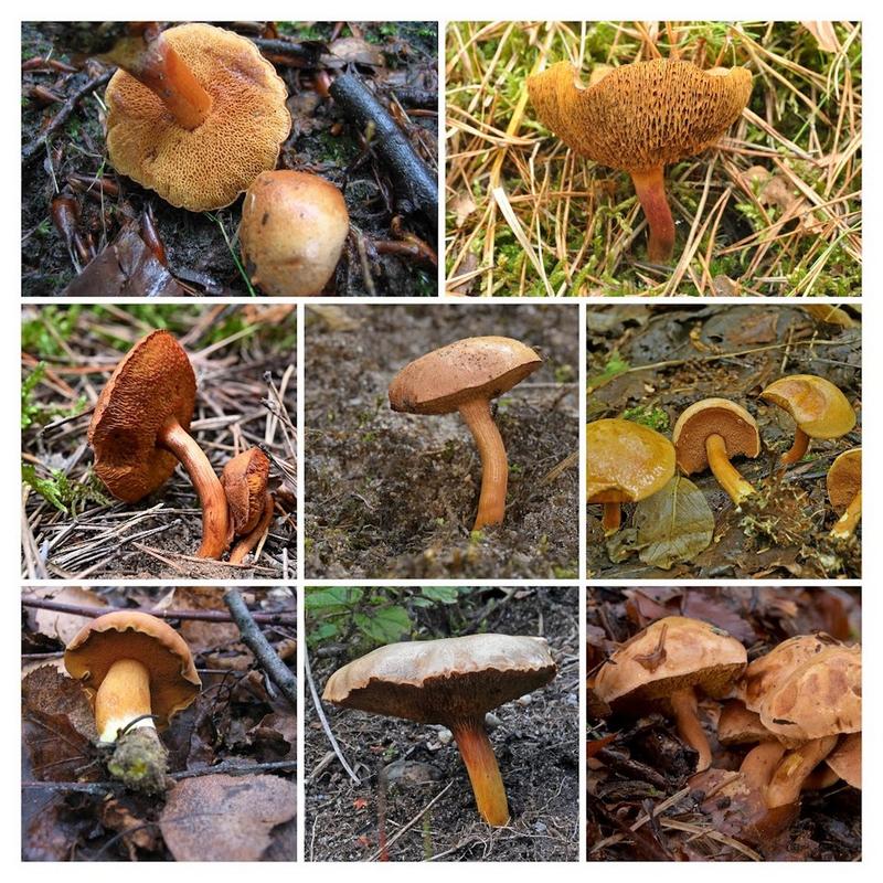 Aromat maślaczka pieprzowego w kuchni