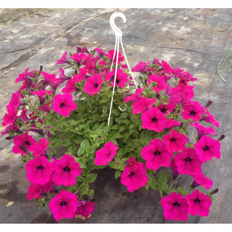 Ekologiczne rozwiązania ogrodowe