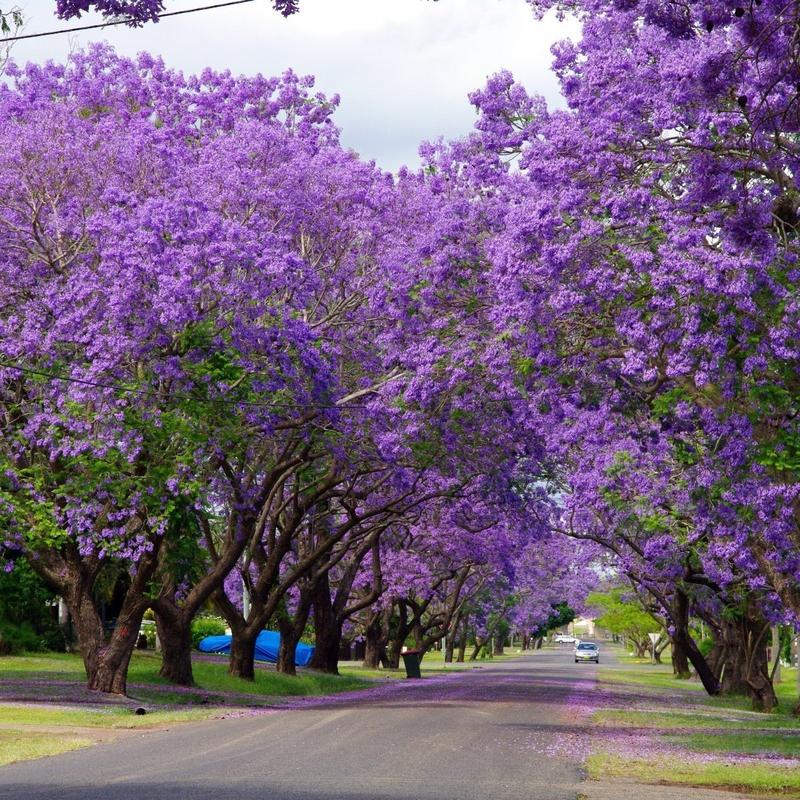 Estetyka ogrodu z paulownią