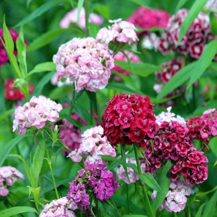 Goździk kamienny pielęgnacja