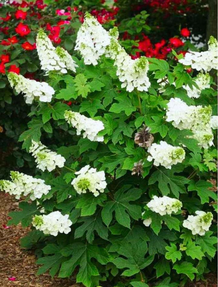 Hortensja debolistna w ogrodzie