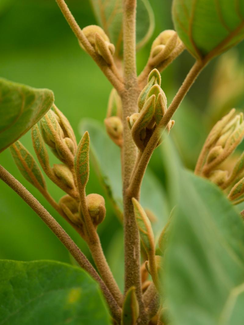 Innowacyjne metody uprawy paulowni