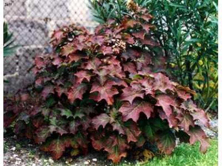 Kolory hortensji i kwitnienie