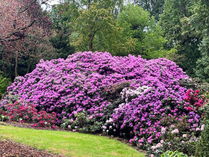Najczęstsze błędy w nawożeniu rododendronów