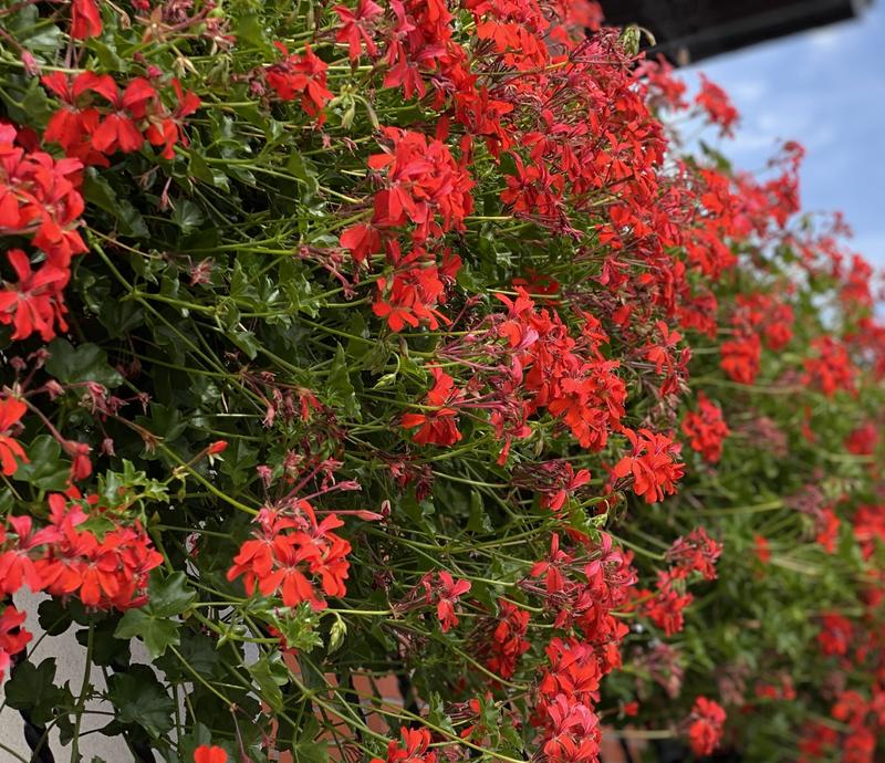 Najczęstsze błędy w pielęgnacji roślin