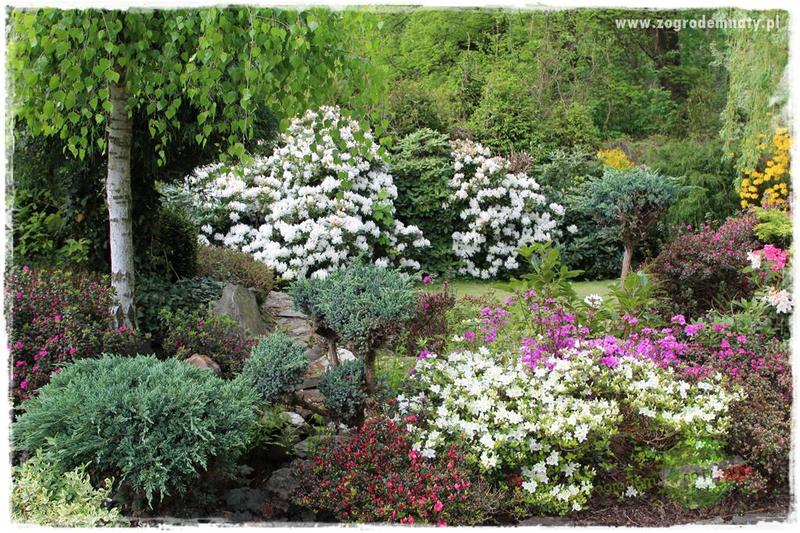 Nawożenie rododendronów wiosną