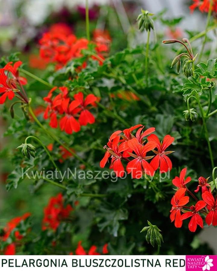 Pielęgnacja pelargonii bluszczolistnej