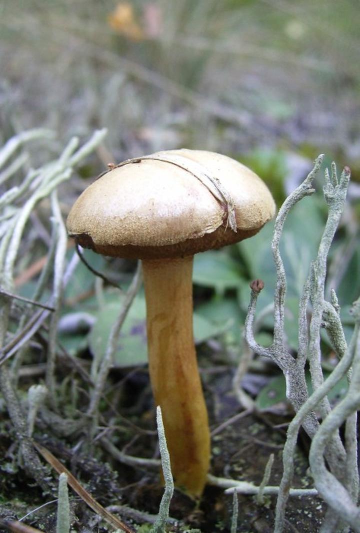 Proste dania z maślaczkiem pieprzowym