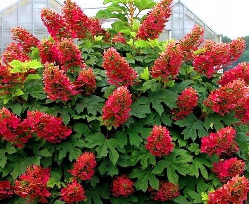 Rośliny dla początkujących ogrodników