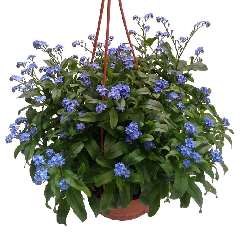 Rośliny do słonecznych miejsc