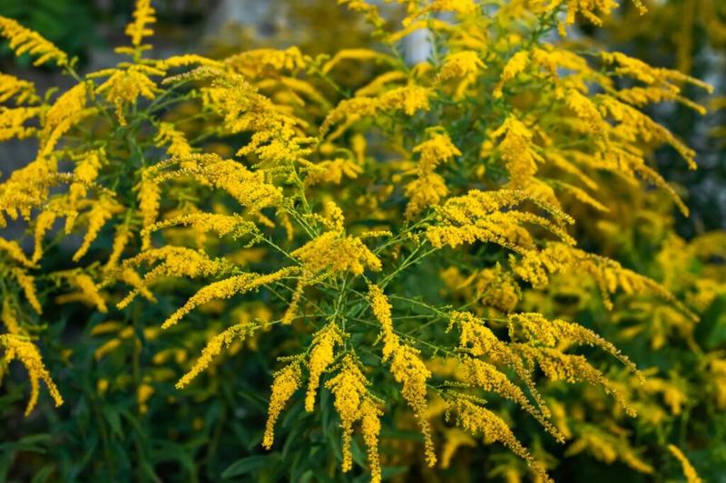 Rośliny inwazyjne w Polsce