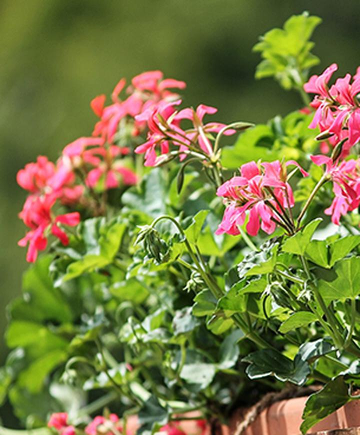 Rośliny rodzime na tarasie