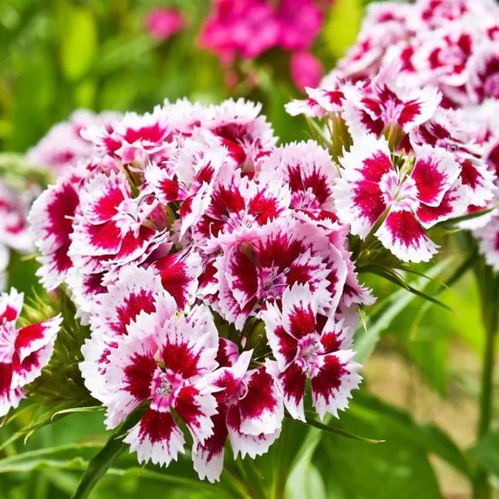 Uprawa goździka kamiennego