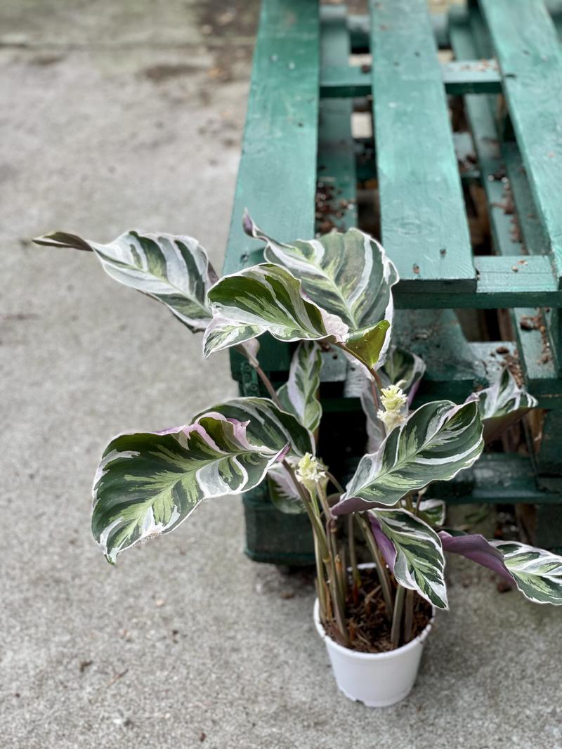 Warunki wzrostu Calathea makoyana