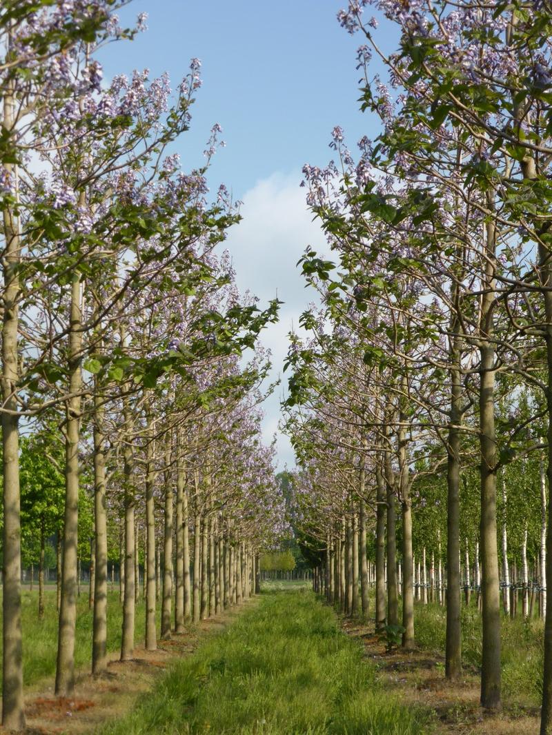 Zalety i zastosowania paulowni cesarskiej