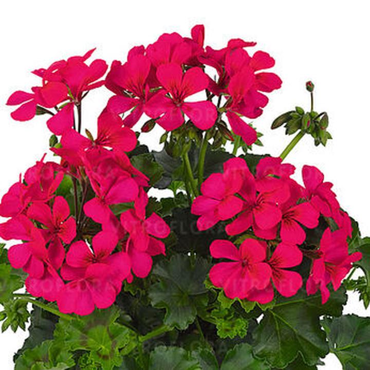 Zimowanie pelargonii w ogrodzie