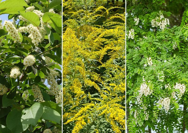 Zwalczanie gatunków inwazyjnych