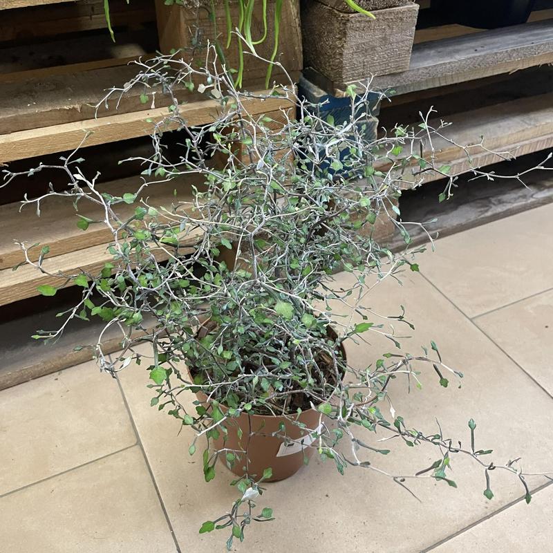 Corokia – niezwykła roślina, która odmieni Twój ogród