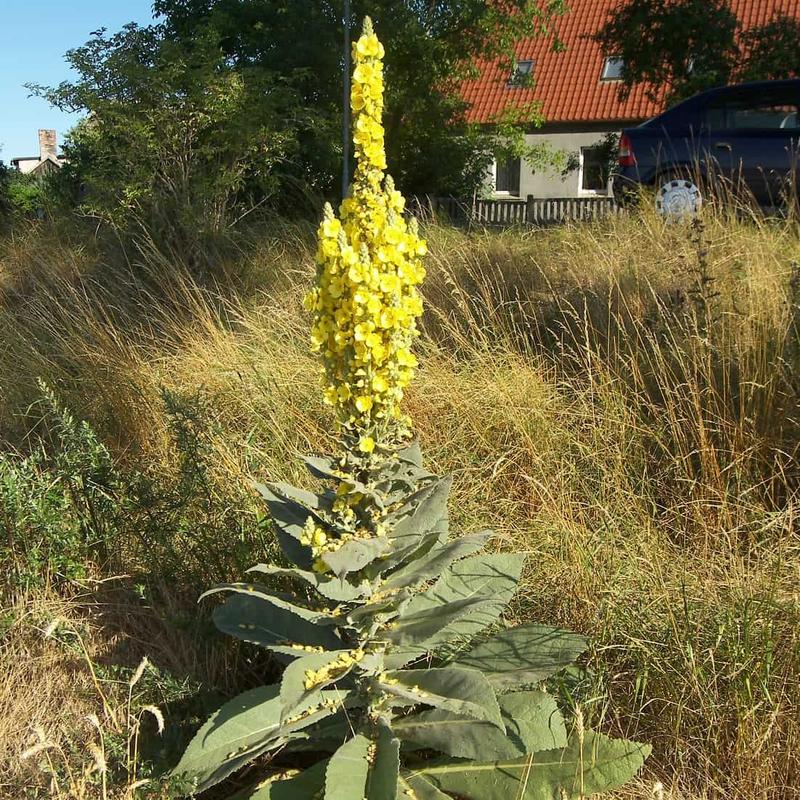 Cudowne właściwości dziewanny pospolitej w naturalnej medycynie