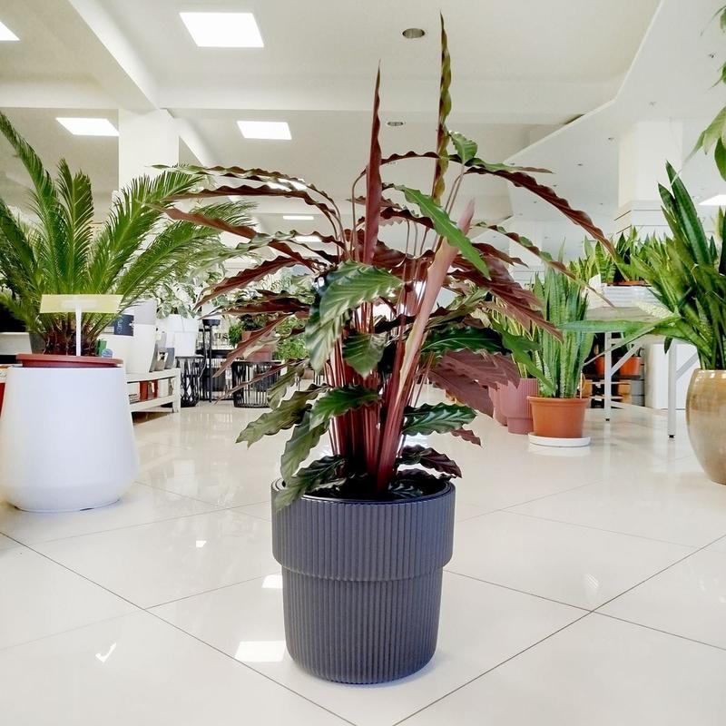 Jak pielęgnować calatheę makoyanę, by zachwycała swoim pięknem?