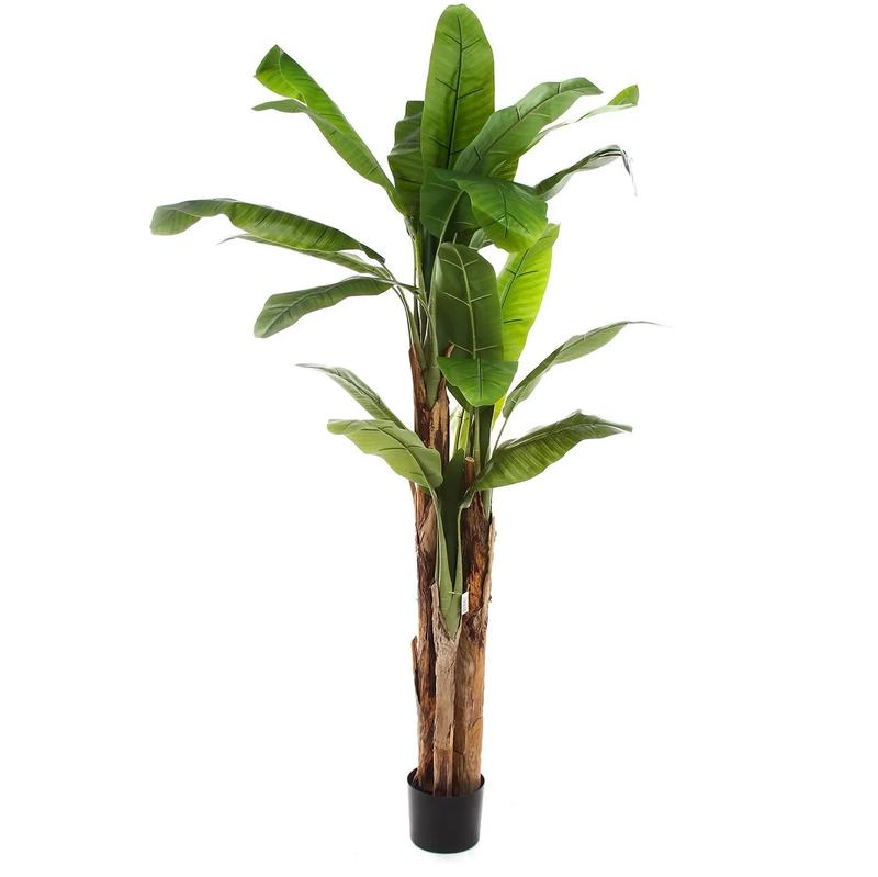 Jak skutecznie uprawiać bananowiec w domowym ogrodzie?