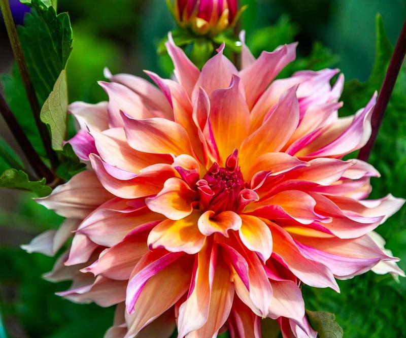 Kiedy najlepiej wykopać dalie, by cieszyć się nimi w przyszłym sezonie?