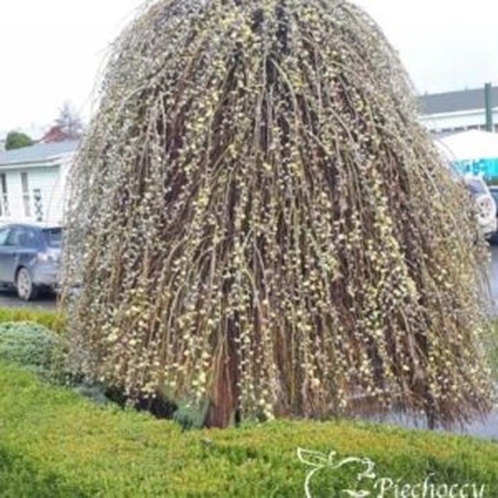 Magia wierzby iwy – odkryj jej niezwykłe właściwości i zastosowania