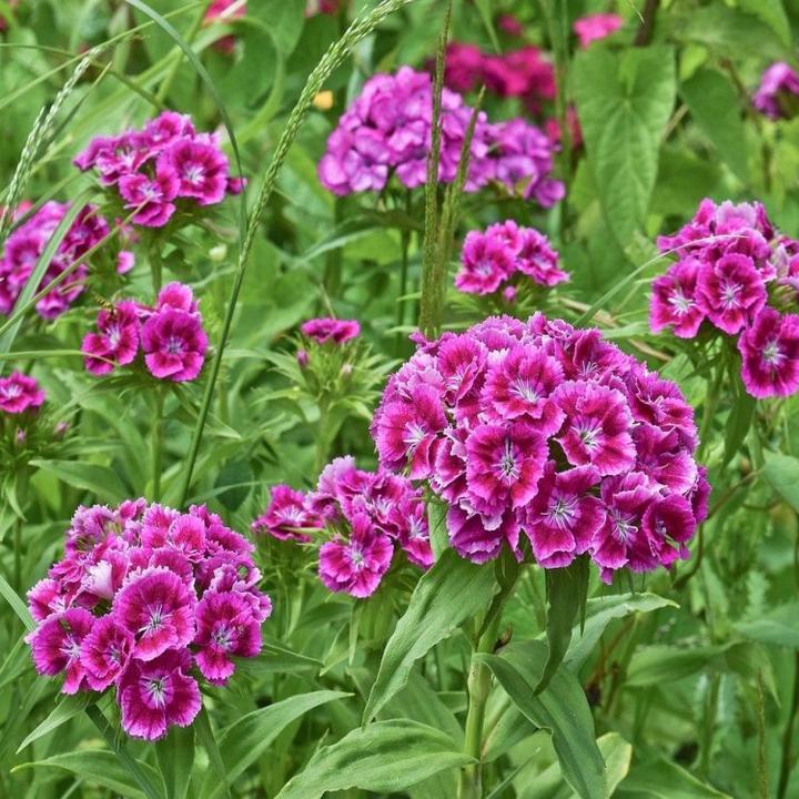 Odkryj piękno goździka kamiennego – niezwykły skarb w twoim ogrodzie