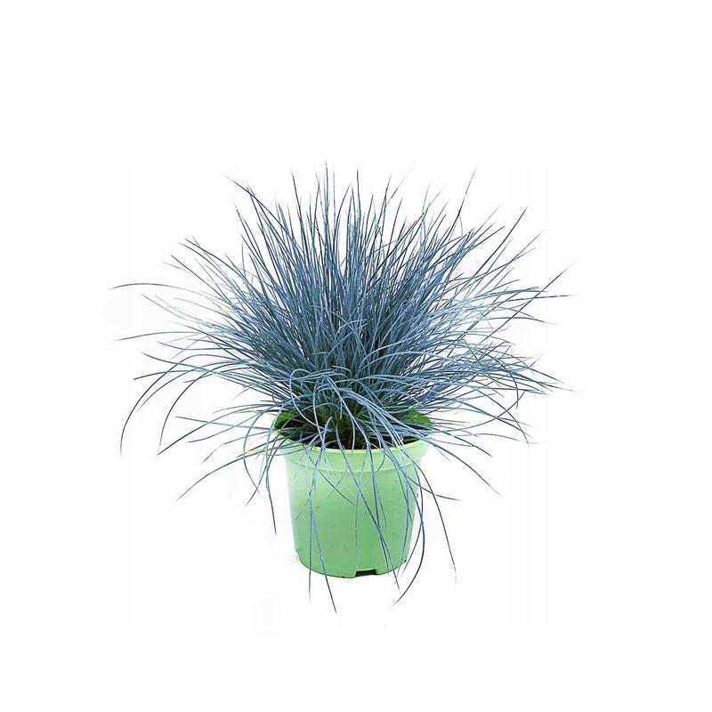 Odkryj piękno kostrzewy sinej w Twoim ogrodzie