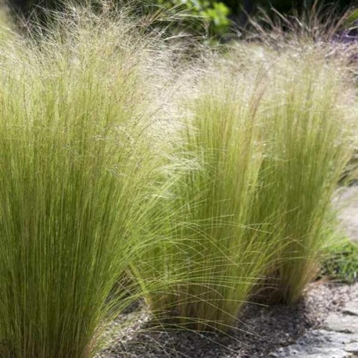 Ostnica pony tails po zimie – jak przywrócić im blask i zdrowie?