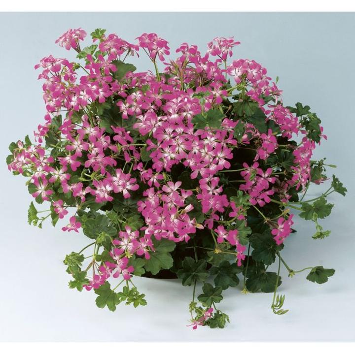 Tajemnice pielęgnacji pelargonii bluszczolistnej w twoim ogrodzie