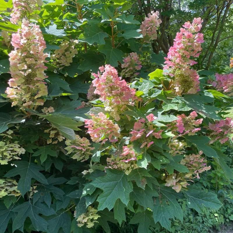 Urok hortensji debolistnej – idealny wybór do Twojego ogrodu