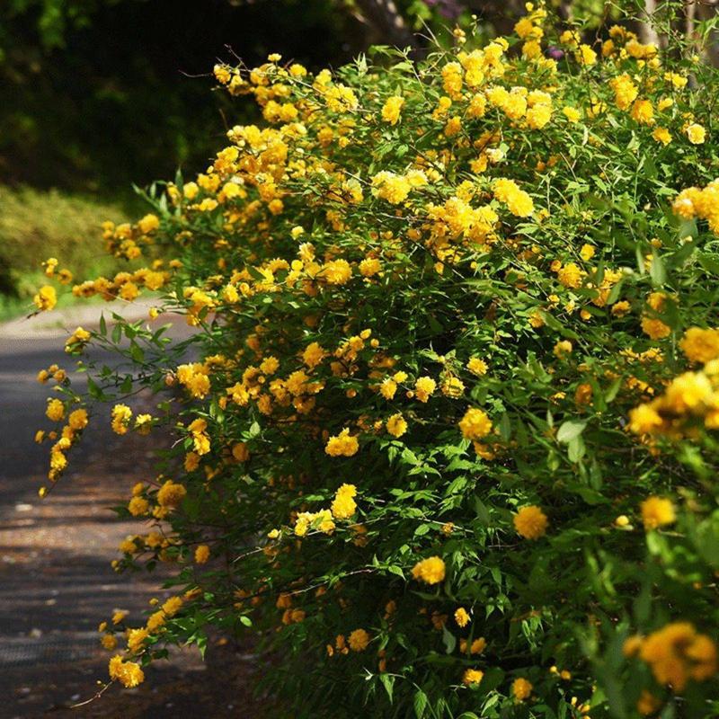 Zlotlin japoński – jak zadbać o te niezwykłe rośliny w swoim ogrodzie?