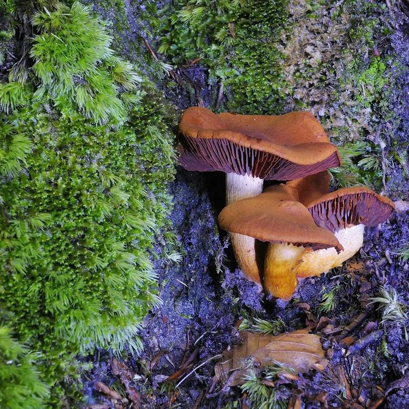 Bezpieczne grzybobranie i identyfikacja grzybów