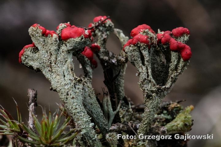 Bioróżnorodność i ochrona środowiska