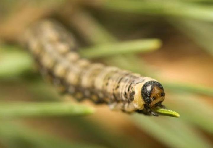Chemiczne środki ochrony roślin dla sosen