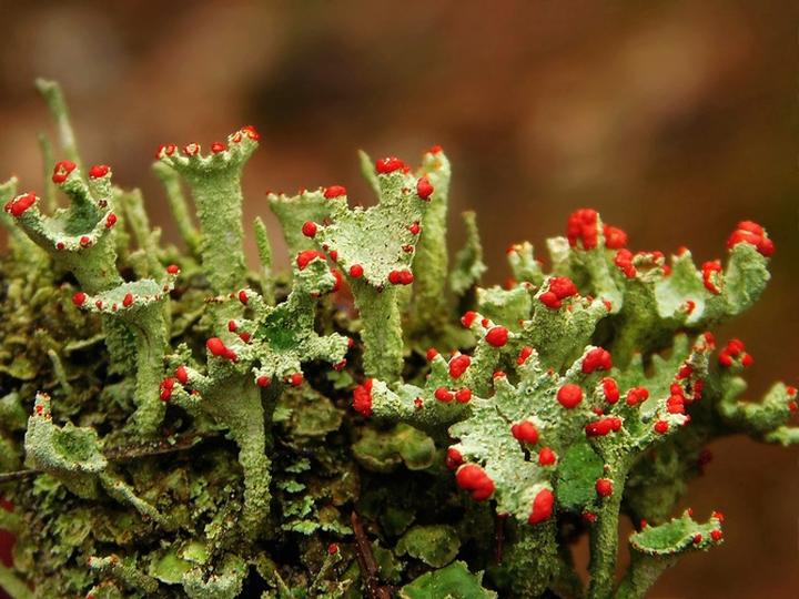 Chrobotek koralkowy właściwości i zastosowania