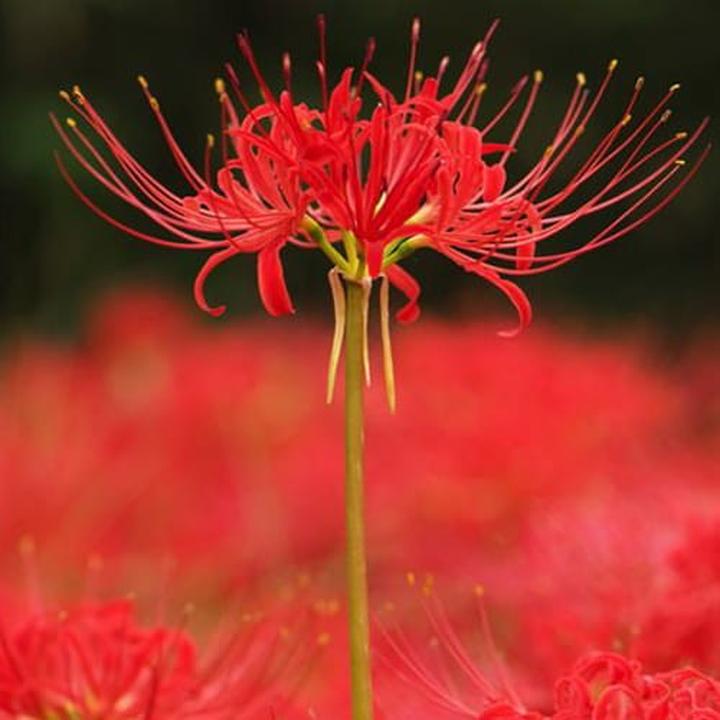 Historia i mity pajęczej lilii