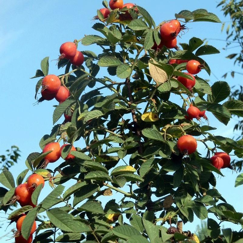 Historia i pochodzenie róży jabłkowatej