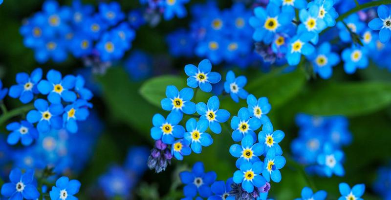 Historia i symbolika niezapominajki