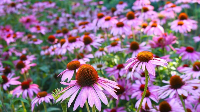Jeżówka purpurowa w ogrodzie