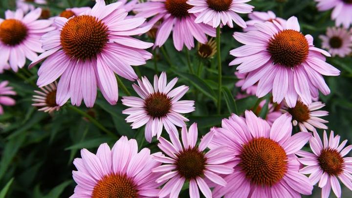 Kolorowe rabaty bylinowe