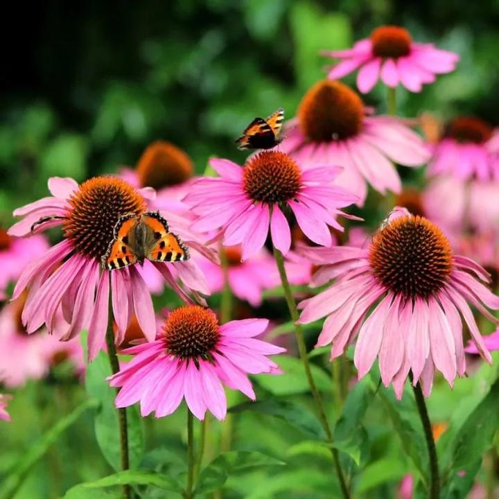 Kompozycje roślinne z jeżówką