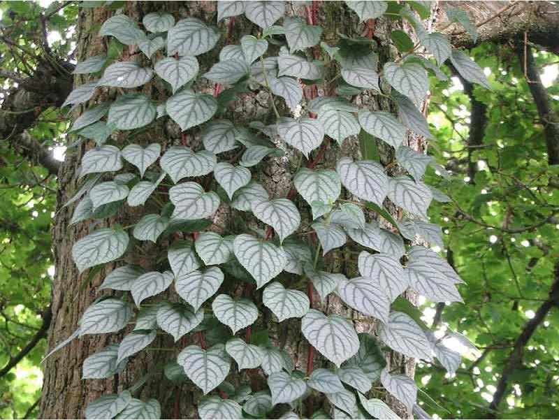 Kultura japońska a przywarka