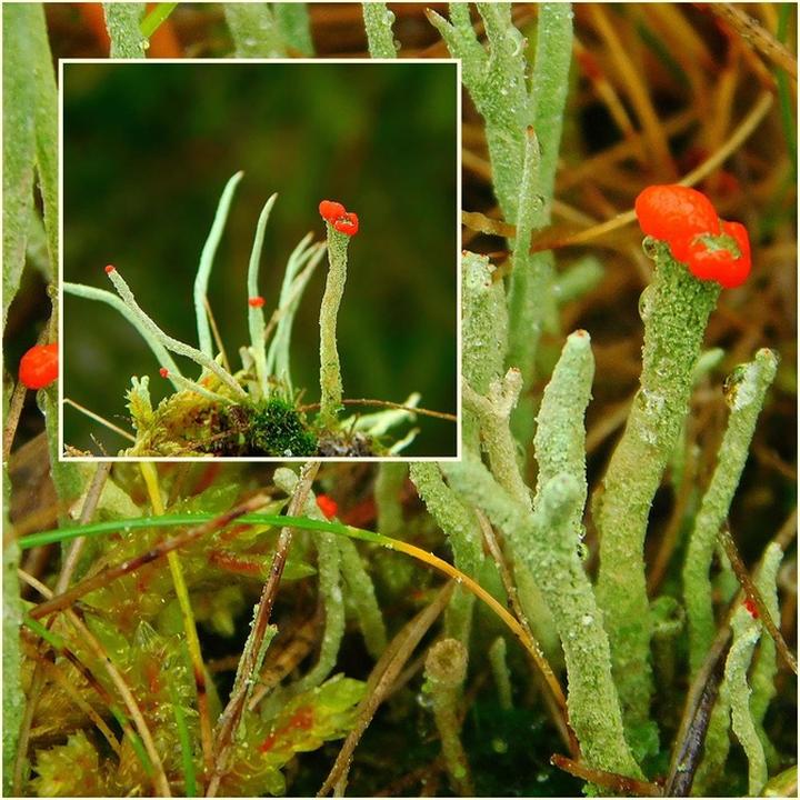 Medycyna naturalna z wykorzystaniem porostów