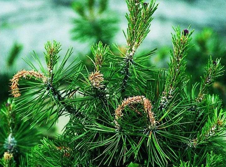 Objawy infestacji i rozpoznawanie szkodników sosny