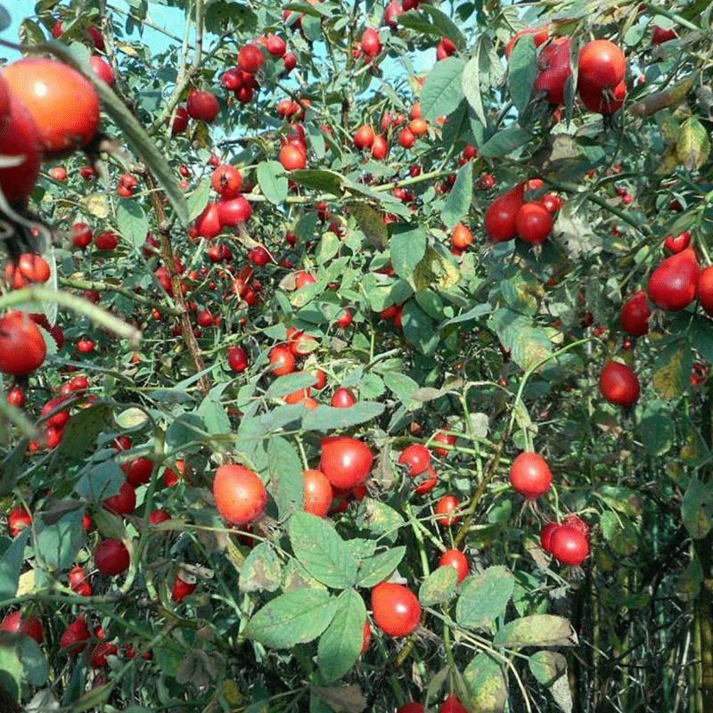 Odmiany róży jabłkowatej