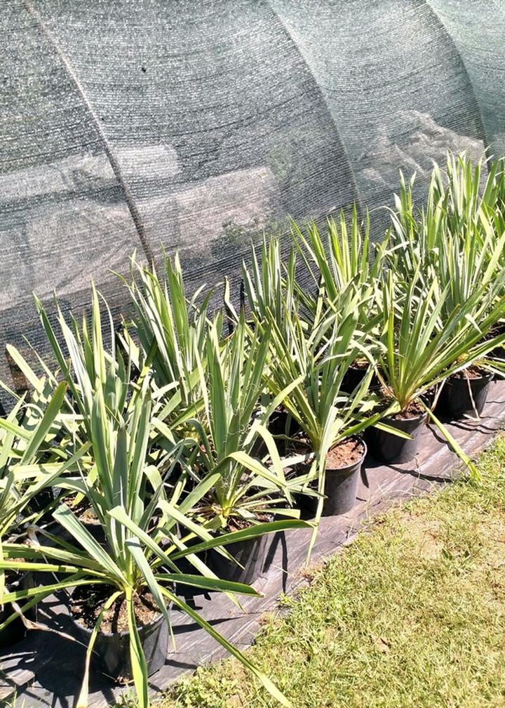 Pielęgnacja juki karolińskiej